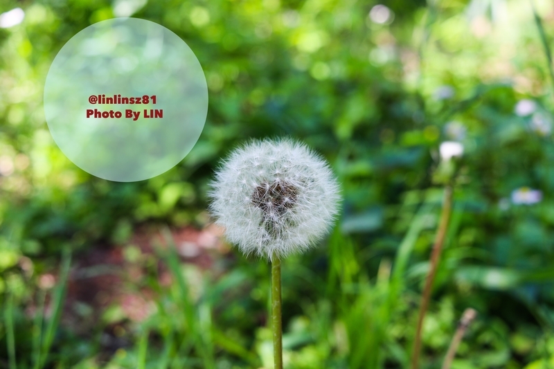 f:id:linlinsz81:20190508185116j:plain f:id:linlinsz81:20190508185116j:plain