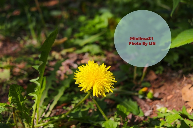 f:id:linlinsz81:20190508185117j:plain f:id:linlinsz81:20190508185117j:plain