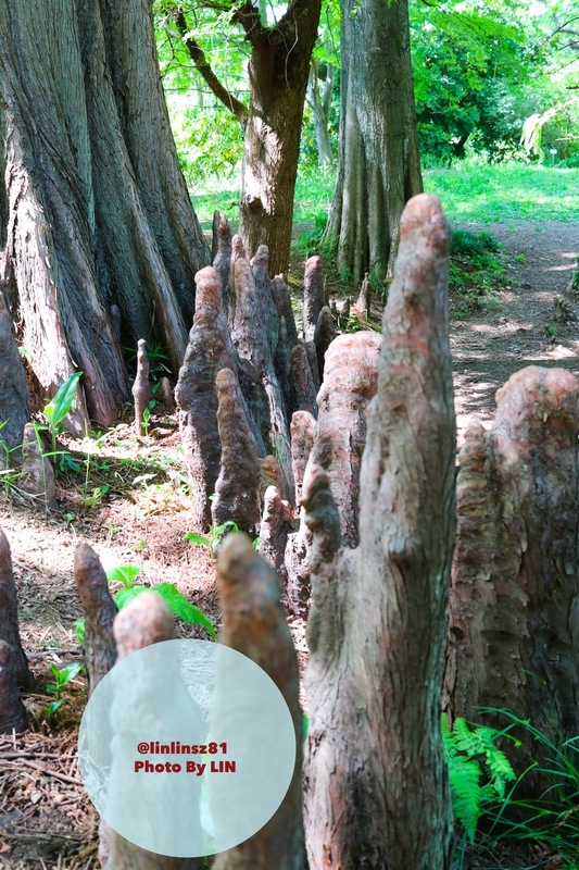 f:id:linlinsz81:20190508185118j:plain f:id:linlinsz81:20190508185118j:plain