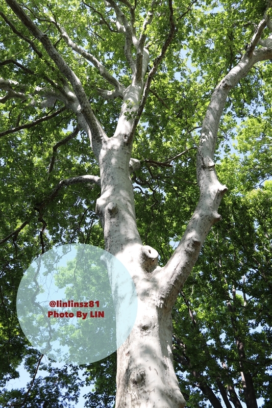 f:id:linlinsz81:20190508185121j:plain f:id:linlinsz81:20190508185121j:plain