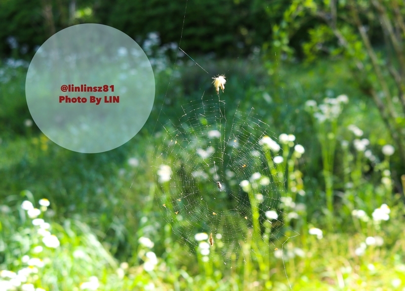 f:id:linlinsz81:20190508185125j:plain f:id:linlinsz81:20190508185125j:plain