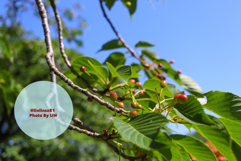 f:id:linlinsz81:20190508185126j:plain f:id:linlinsz81:20190508185126j:plain