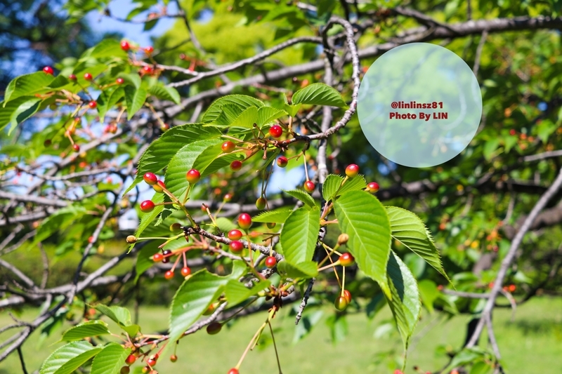 f:id:linlinsz81:20190508185127j:plain f:id:linlinsz81:20190508185127j:plain