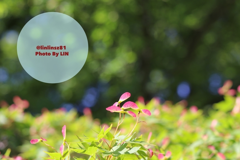 f:id:linlinsz81:20190508185133j:plain f:id:linlinsz81:20190508185133j:plain