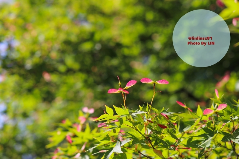 f:id:linlinsz81:20190508185134j:plain f:id:linlinsz81:20190508185134j:plain