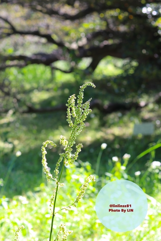 f:id:linlinsz81:20190508185135j:plain f:id:linlinsz81:20190508185135j:plain