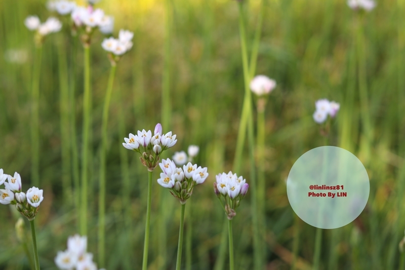 f:id:linlinsz81:20190508185136j:plain f:id:linlinsz81:20190508185136j:plain