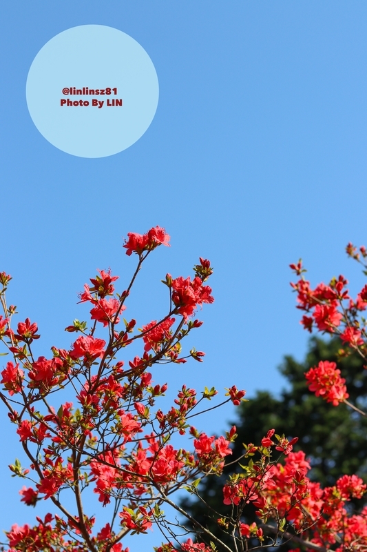 f:id:linlinsz81:20190508185137j:plain f:id:linlinsz81:20190508185137j:plain