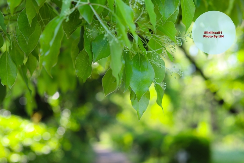 f:id:linlinsz81:20190508185139j:plain f:id:linlinsz81:20190508185139j:plain