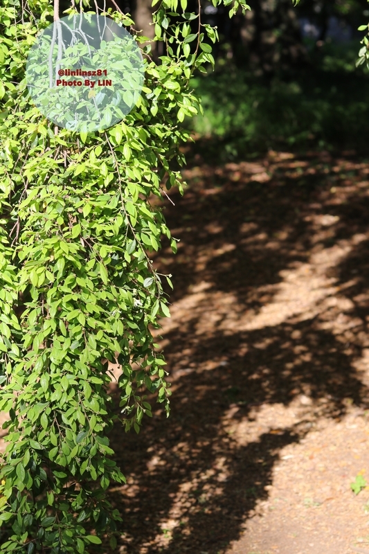 f:id:linlinsz81:20190508185141j:plain f:id:linlinsz81:20190508185141j:plain