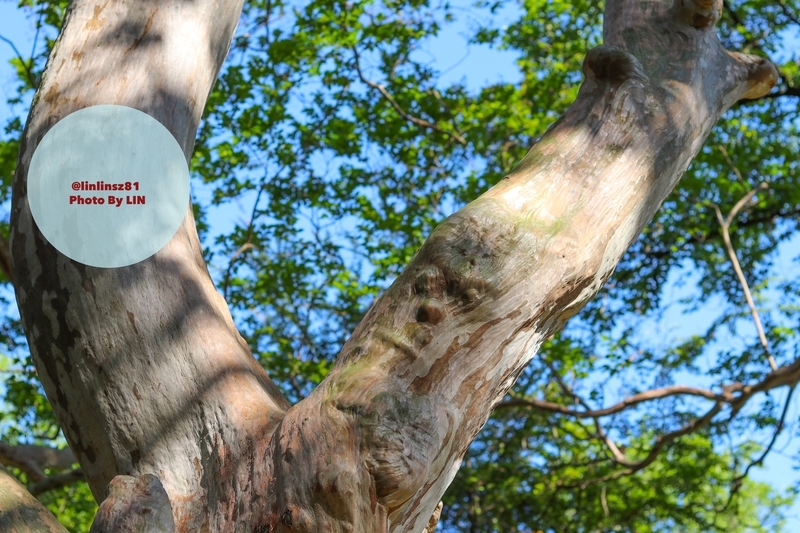 f:id:linlinsz81:20190508185142j:plain f:id:linlinsz81:20190508185142j:plain