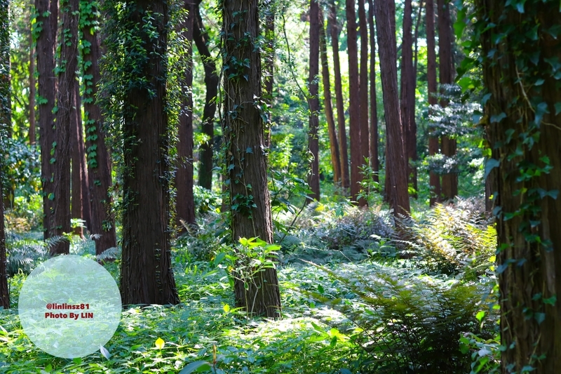 f:id:linlinsz81:20190508185143j:plain f:id:linlinsz81:20190508185143j:plain