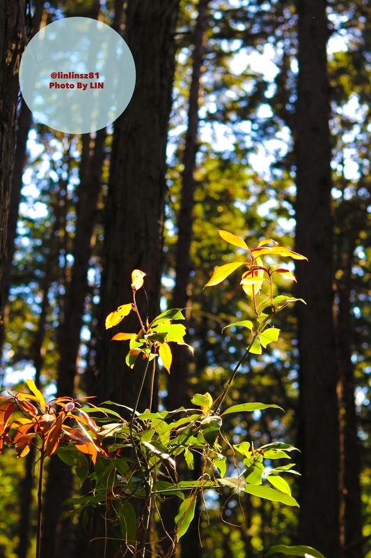 f:id:linlinsz81:20190508185144j:plain f:id:linlinsz81:20190508185144j:plain