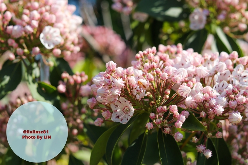 f:id:linlinsz81:20190508185146j:plain f:id:linlinsz81:20190508185146j:plain