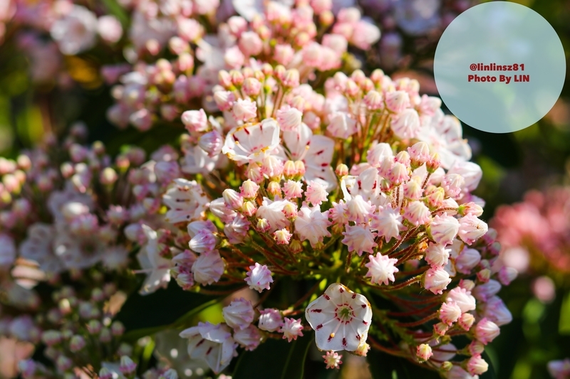 f:id:linlinsz81:20190508185147j:plain f:id:linlinsz81:20190508185147j:plain