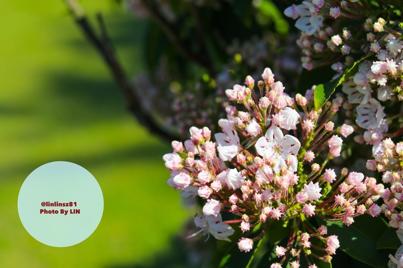 f:id:linlinsz81:20190508185148j:plain f:id:linlinsz81:20190508185148j:plain