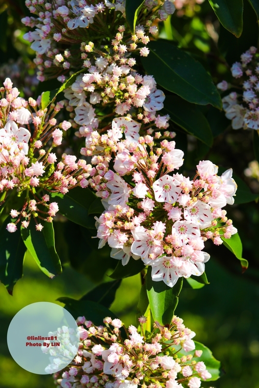 f:id:linlinsz81:20190508185149j:plain f:id:linlinsz81:20190508185149j:plain