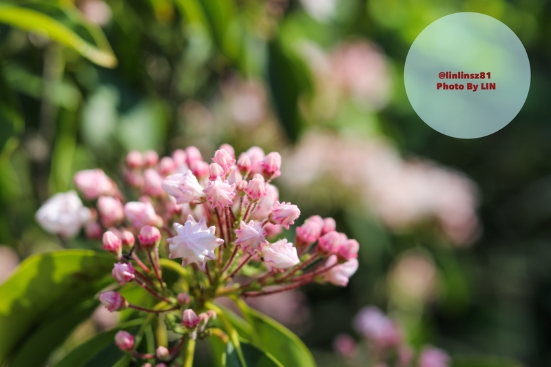 f:id:linlinsz81:20190508185150j:plain f:id:linlinsz81:20190508185150j:plain