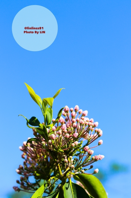 f:id:linlinsz81:20190508185151j:plain f:id:linlinsz81:20190508185151j:plain