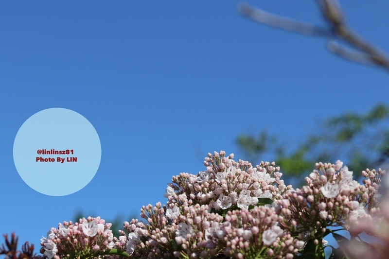 f:id:linlinsz81:20190508185152j:plain f:id:linlinsz81:20190508185152j:plain