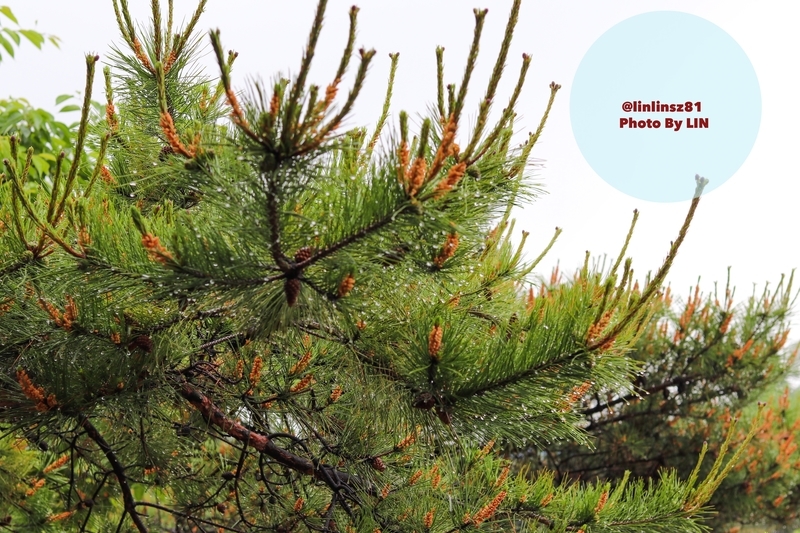 f:id:linlinsz81:20190519174122j:plain f:id:linlinsz81:20190519174122j:plain