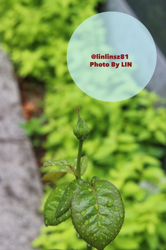 f:id:linlinsz81:20190519174125j:plain f:id:linlinsz81:20190519174125j:plain