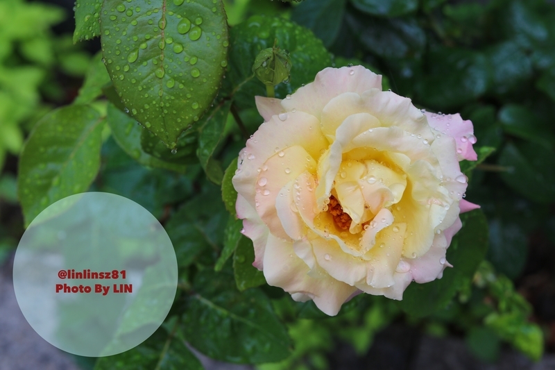 f:id:linlinsz81:20190519174126j:plain f:id:linlinsz81:20190519174126j:plain