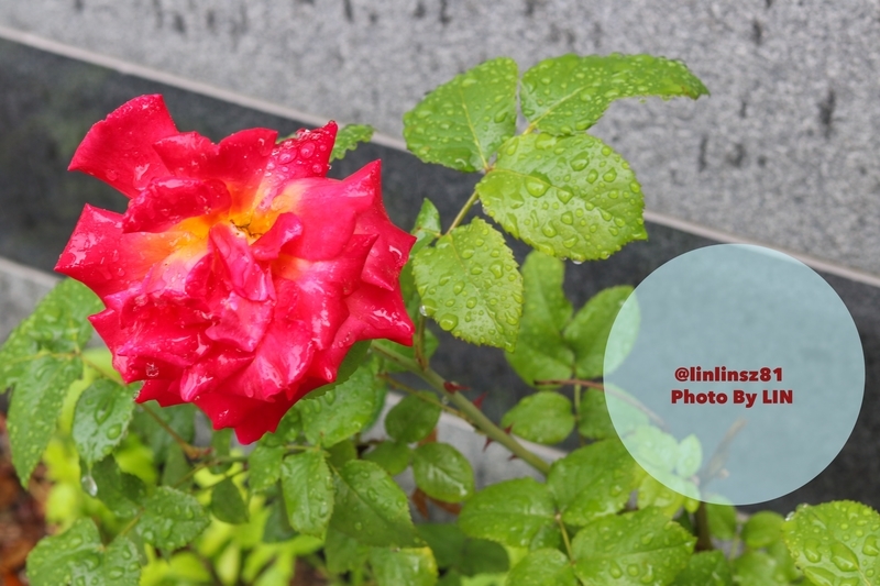 f:id:linlinsz81:20190519174127j:plain f:id:linlinsz81:20190519174127j:plain