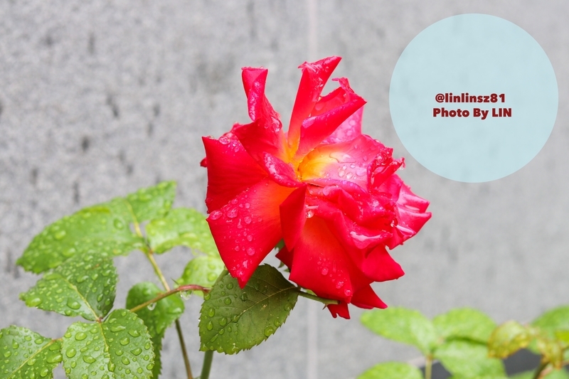 f:id:linlinsz81:20190519174128j:plain f:id:linlinsz81:20190519174128j:plain