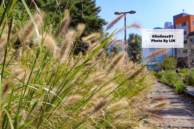 f:id:linlinsz81:20191013074646j:plain