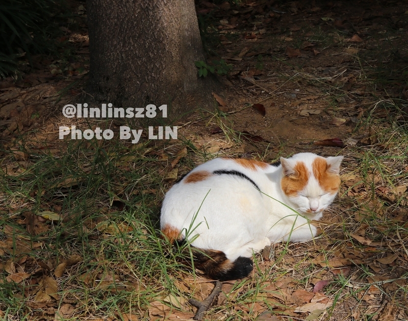 f:id:linlinsz81:20191018001432j:plain f:id:linlinsz81:20191018001432j:plain