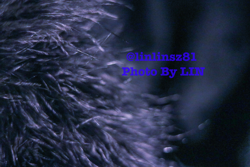 f:id:linlinsz81:20200213230005j:plain