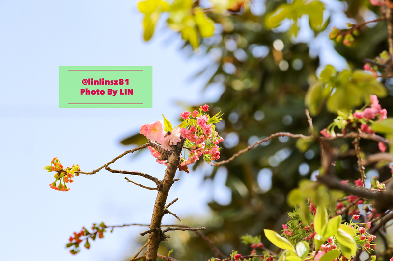 f:id:linlinsz81:20200402185221j:plain