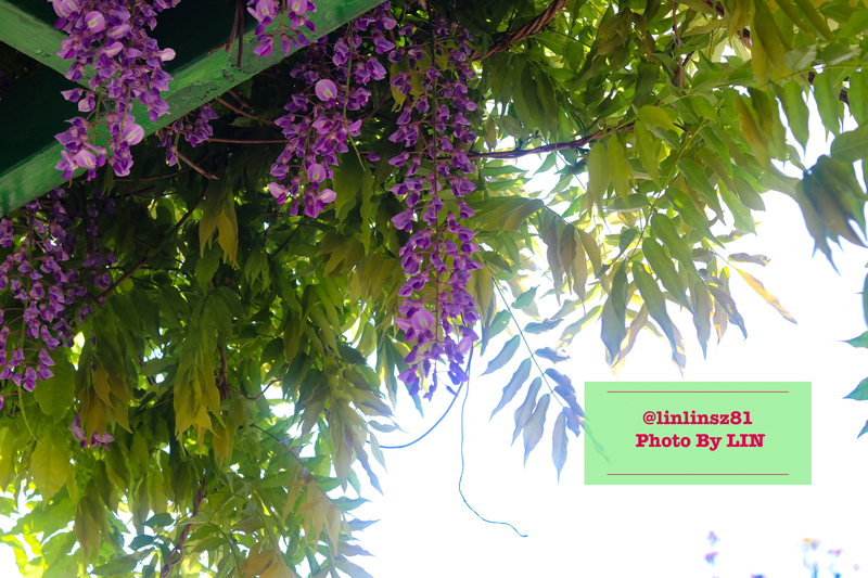 f:id:linlinsz81:20200503185936j:plain