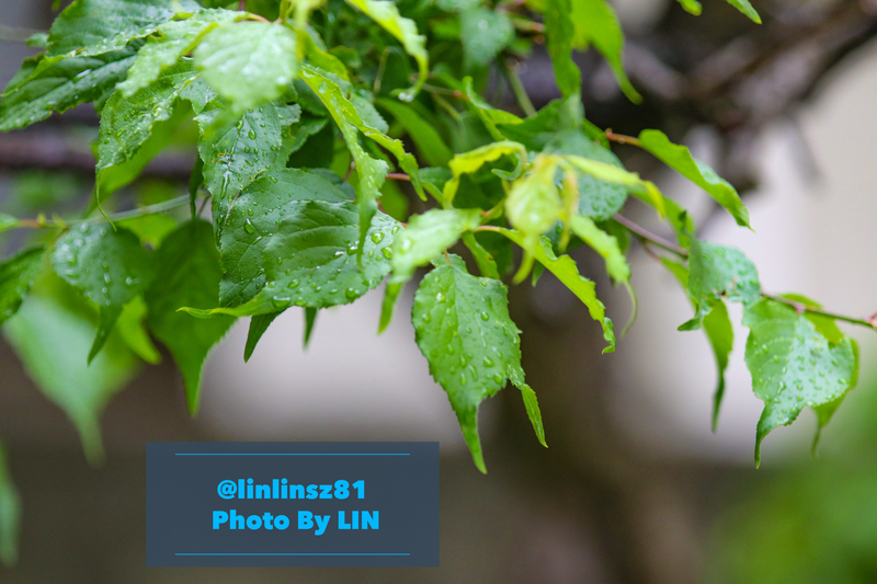 f:id:linlinsz81:20200504202659j:plain