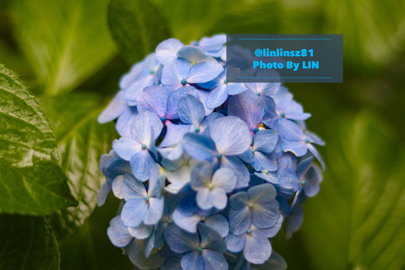 f:id:linlinsz81:20200703015229j:plain