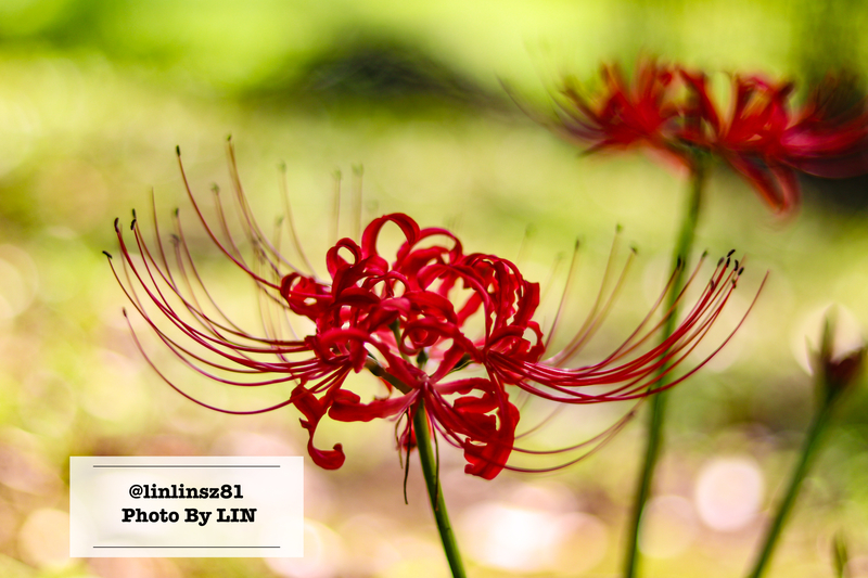 f:id:linlinsz81:20201001171919j:plain
