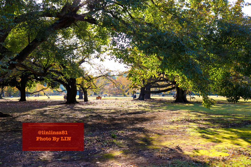 f:id:linlinsz81:20201114174122j:plain