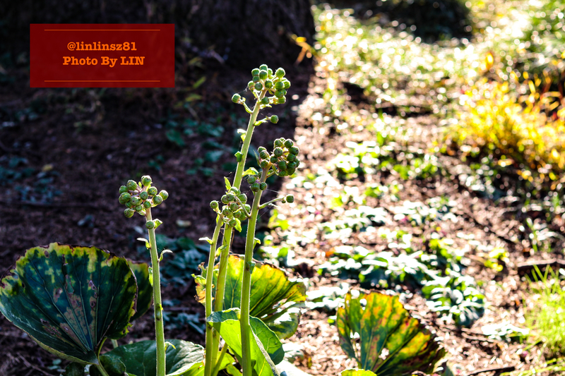 f:id:linlinsz81:20201114174138j:plain