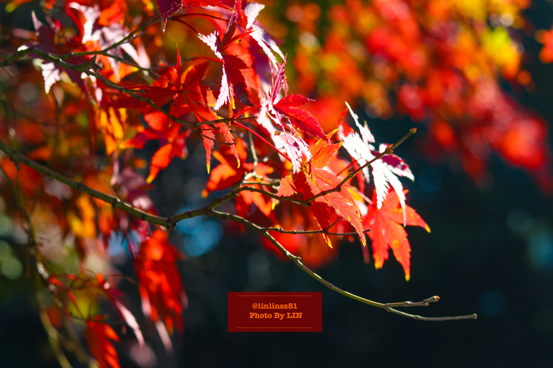 f:id:linlinsz81:20201114174211j:plain