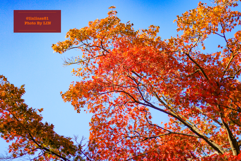 f:id:linlinsz81:20201114174236j:plain