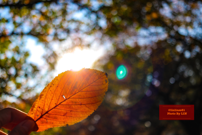 f:id:linlinsz81:20201114174252j:plain