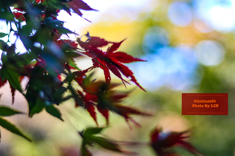 f:id:linlinsz81:20201114174309j:plain