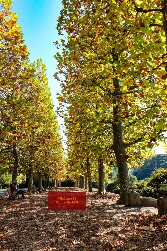 f:id:linlinsz81:20201114174623j:plain