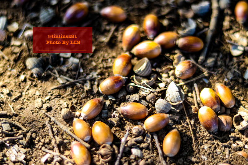 f:id:linlinsz81:20201114174642j:plain