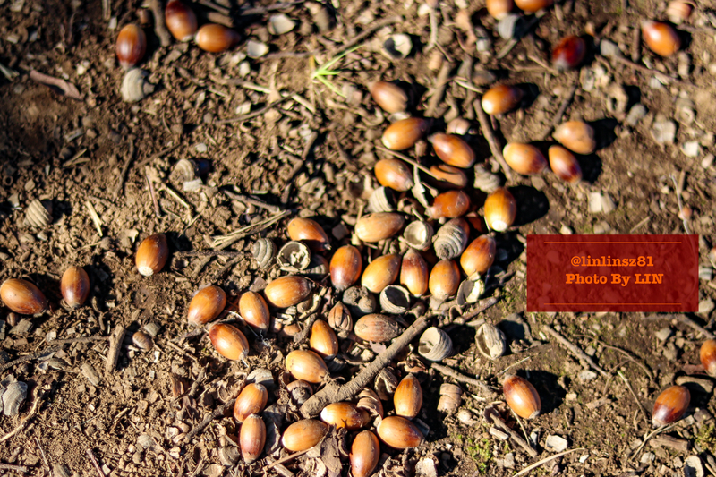 f:id:linlinsz81:20201114174705j:plain