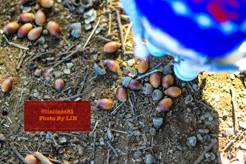 f:id:linlinsz81:20201114174745j:plain