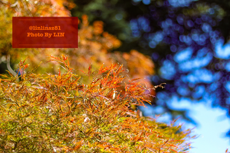 f:id:linlinsz81:20201114174902j:plain