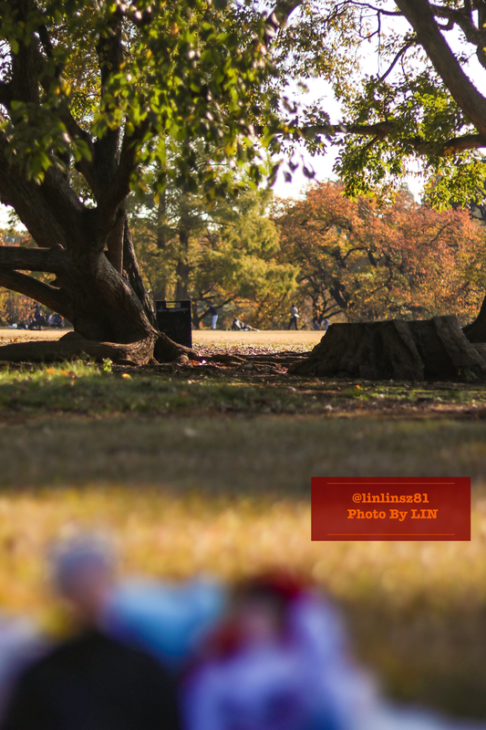 f:id:linlinsz81:20201114175446j:plain