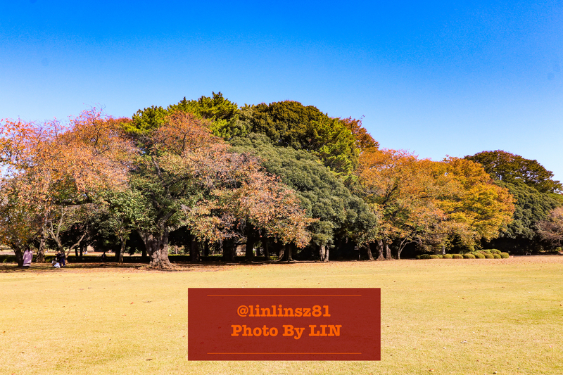 f:id:linlinsz81:20201114175527j:plain